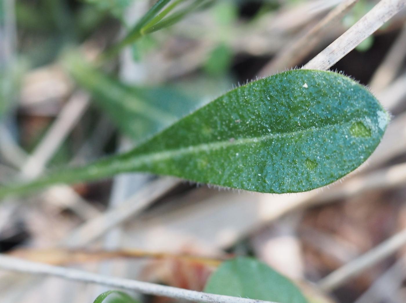 Buckler Mustard, Southern leaf